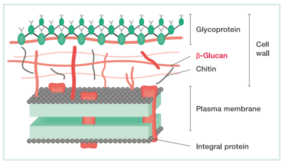 (1→3)-ß-D-Glucan measurement in invasive fungal infections