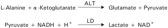 Alanine Aminotransferase (ALT) Principle of the Method