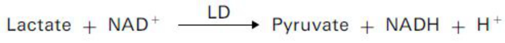 Lactate Dehydrogenase (LD) Principle of the Method