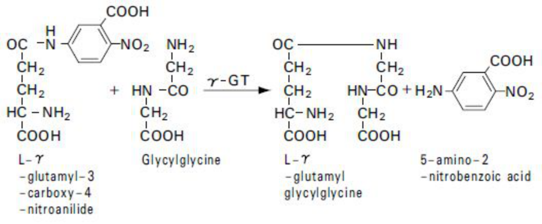 γ-glutamyl transpeptidase (γ-GT) Principle of the Method