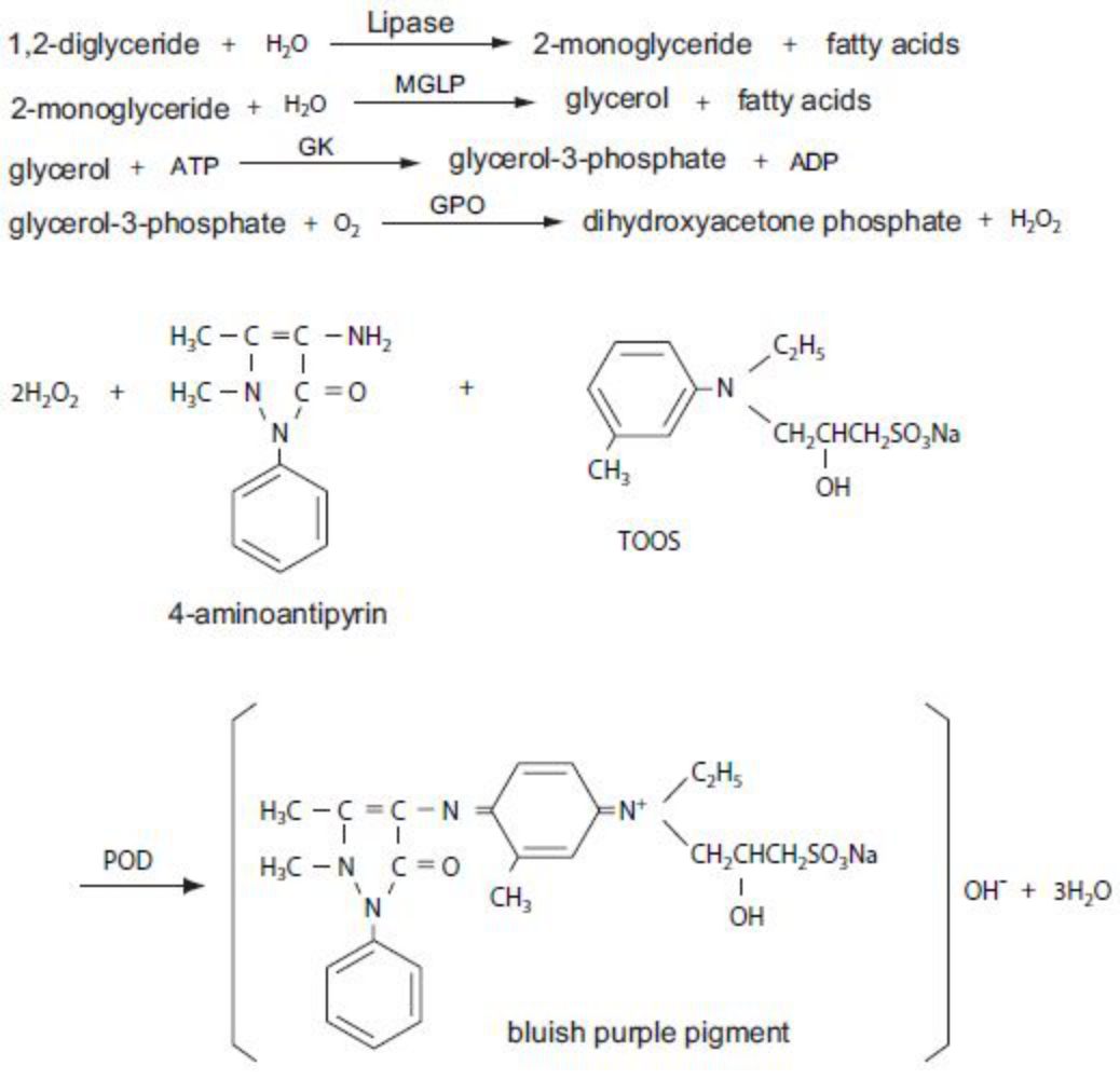 lipase Principle of the Method