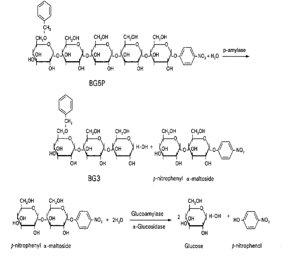 Pancreatic Amylase (P-AMY) Principle of the Method