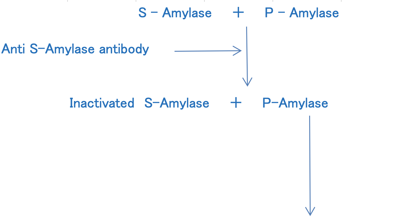 Pancreatic Amylase (P-AMY) Principle of the Method