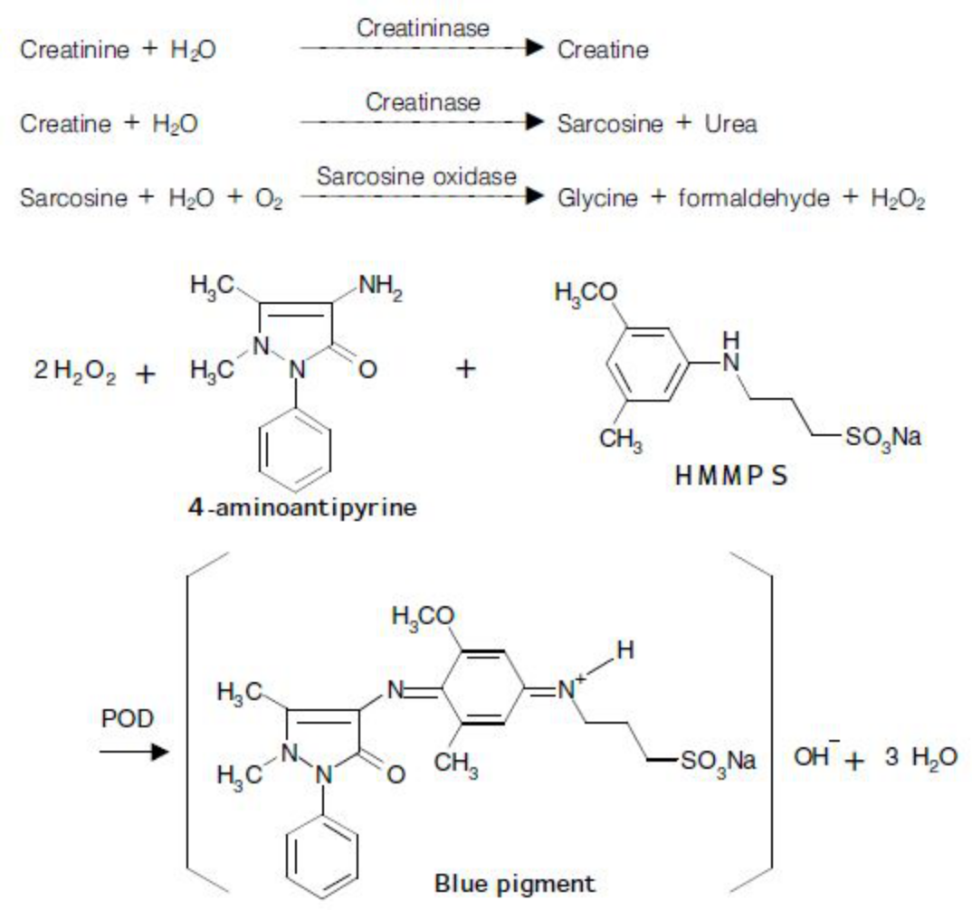 Creatinine (CRE) Principle of the Method